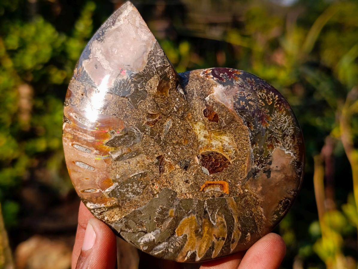 Polished Cleoniceras Ammonite Fossil Pairs x 5 pairs From Tulear, Madagascar - Toprock Gemstones and Minerals 