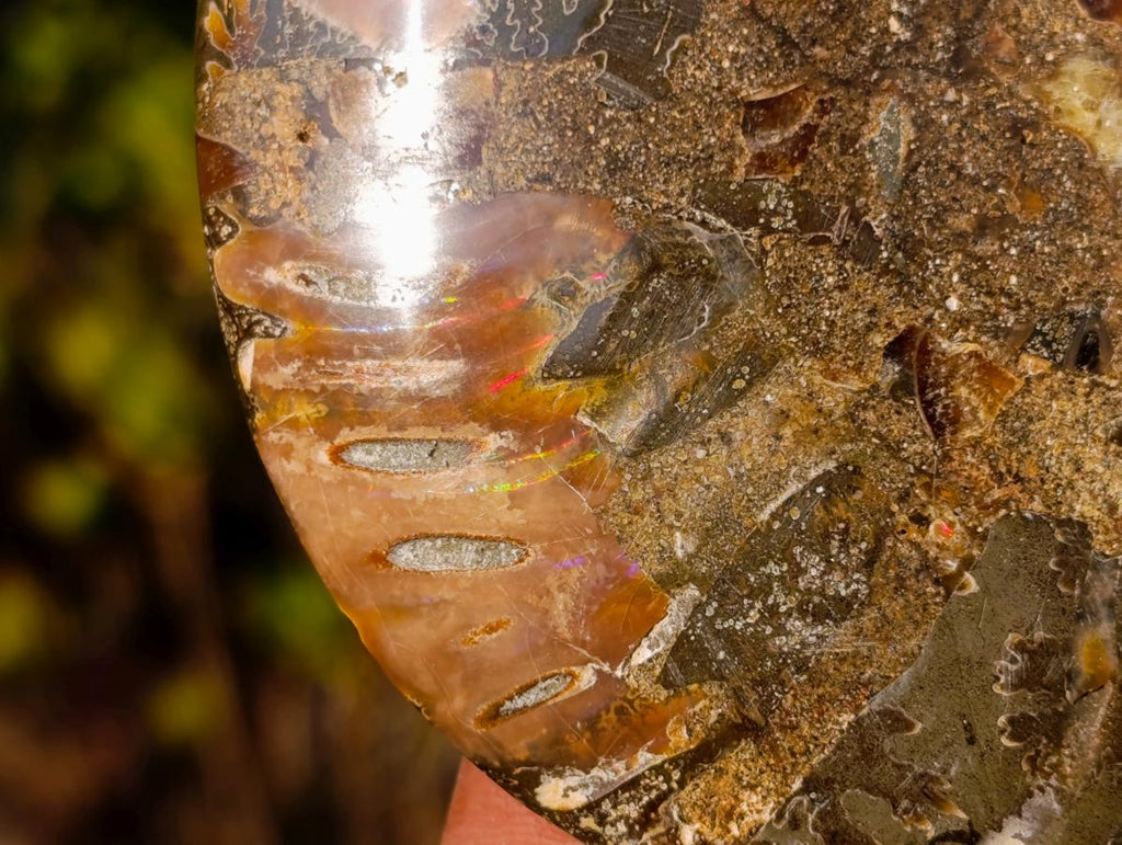 Polished Cleoniceras Ammonite Fossil Pairs x 5 pairs From Tulear, Madagascar - Toprock Gemstones and Minerals 