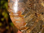 Polished Cleoniceras Ammonite Fossil Pairs x 5 pairs From Tulear, Madagascar - Toprock Gemstones and Minerals 