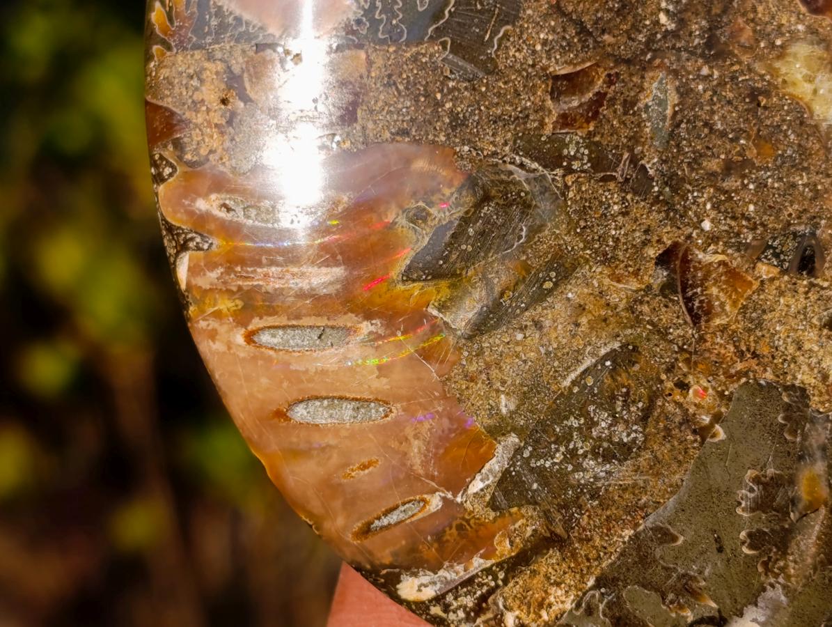 Polished Cleoniceras Ammonite Fossil Pairs x 5 pairs From Tulear, Madagascar - Toprock Gemstones and Minerals 