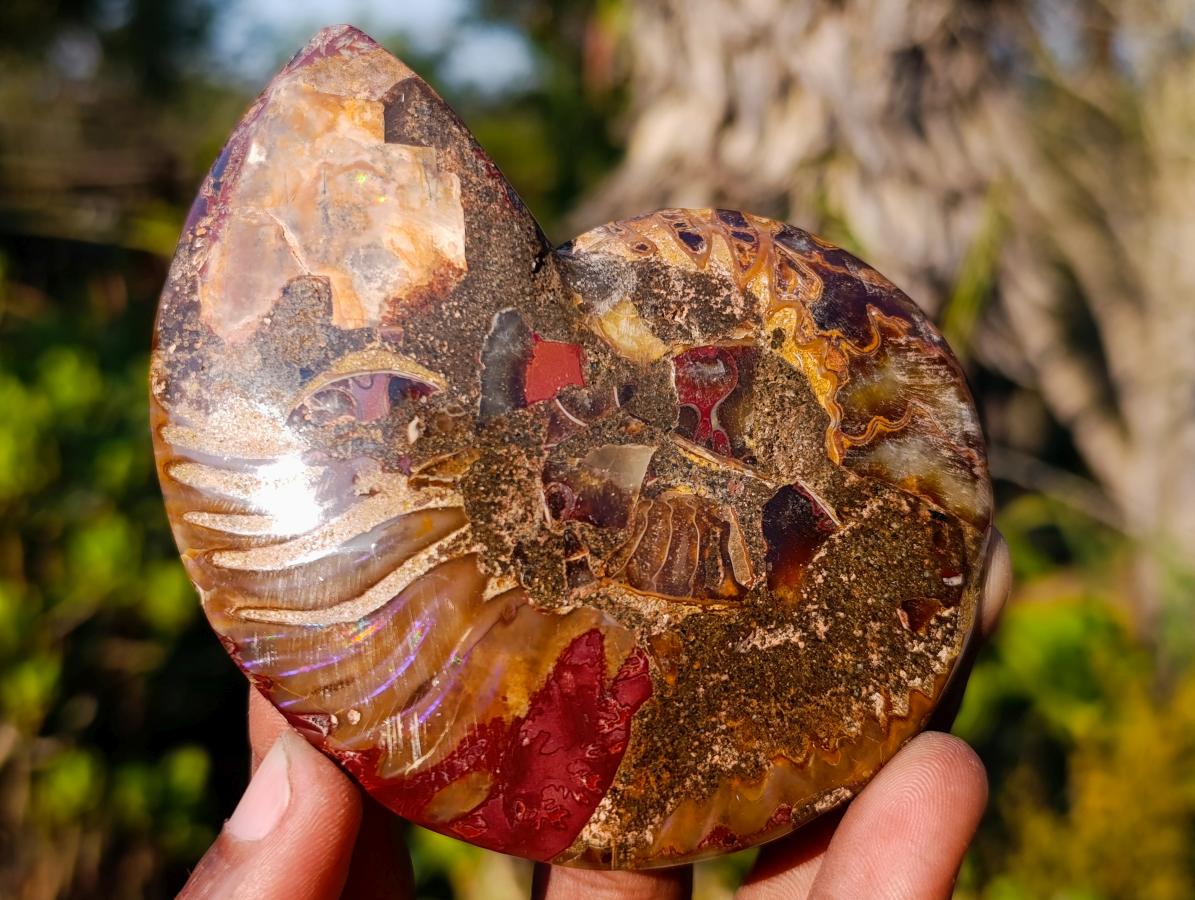 Polished Cleoniceras Ammonite Fossil Pairs x 5 pairs From Tulear, Madagascar - Toprock Gemstones and Minerals 