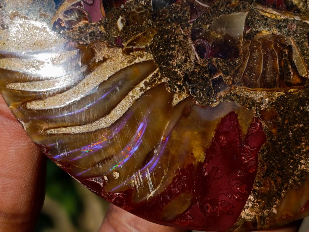 Polished Cleoniceras Ammonite Fossil Pairs x 5 pairs From Tulear, Madagascar - Toprock Gemstones and Minerals 