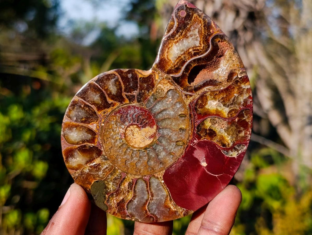 Polished Cleoniceras Ammonite Fossil Pairs x 5 pairs From Tulear, Madagascar - Toprock Gemstones and Minerals 