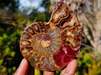 Polished Cleoniceras Ammonite Fossil Pairs x 5 pairs From Tulear, Madagascar - Toprock Gemstones and Minerals 