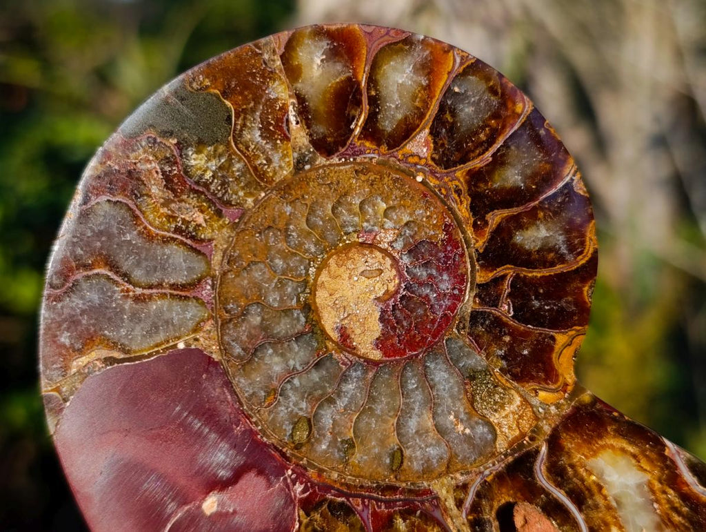 Polished Cleoniceras Ammonite Fossil Pairs x 5 pairs From Tulear, Madagascar - Toprock Gemstones and Minerals 