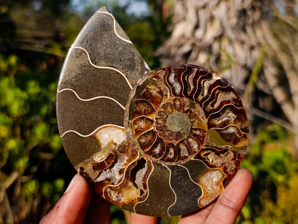 Polished Cleoniceras Ammonite Fossil Pairs x 5 pairs From Tulear, Madagascar - Toprock Gemstones and Minerals 