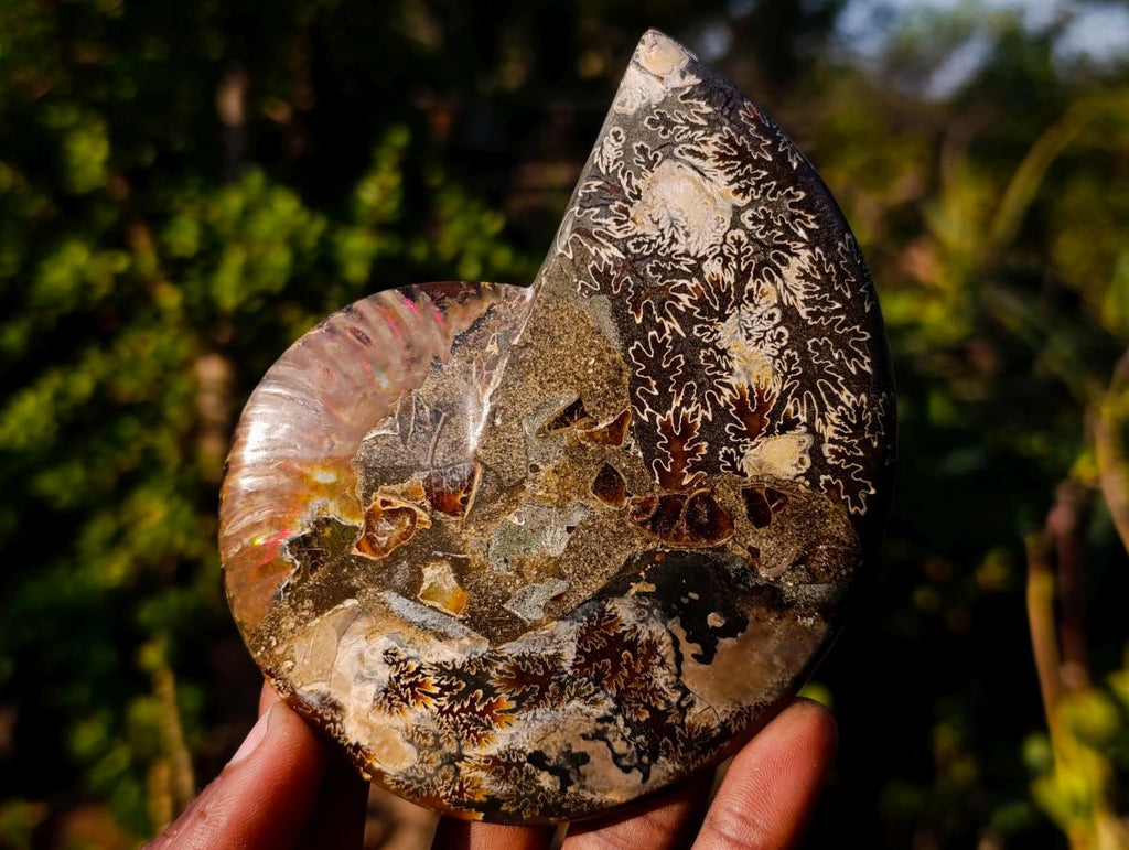 Polished Cleoniceras Ammonite Fossil Pairs x 5 pairs From Tulear, Madagascar - Toprock Gemstones and Minerals 
