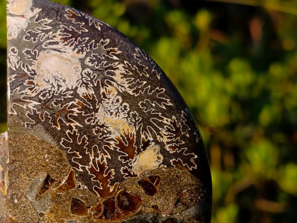 Polished Cleoniceras Ammonite Fossil Pairs x 5 pairs From Tulear, Madagascar - Toprock Gemstones and Minerals 
