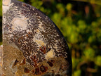Polished Cleoniceras Ammonite Fossil Pairs x 5 pairs From Tulear, Madagascar - Toprock Gemstones and Minerals 