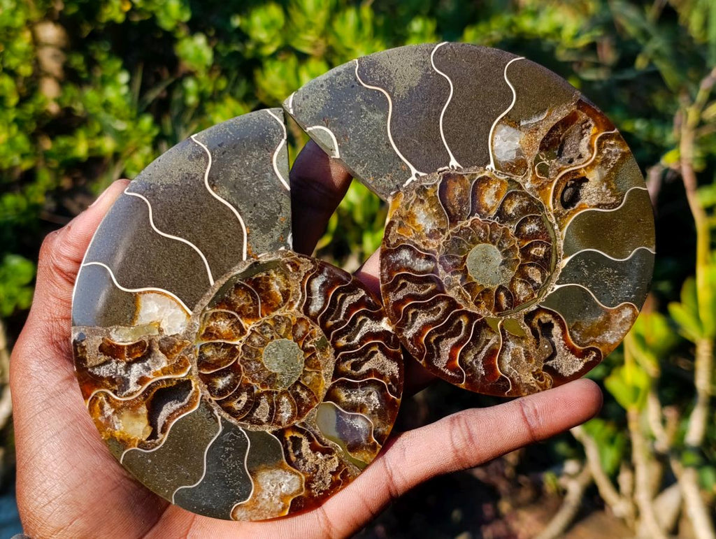 Polished Cleoniceras Ammonite Fossil Pairs x 5 pairs From Tulear, Madagascar - Toprock Gemstones and Minerals 