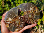 Polished Cleoniceras Ammonite Fossil Pairs x 5 pairs From Tulear, Madagascar - Toprock Gemstones and Minerals 