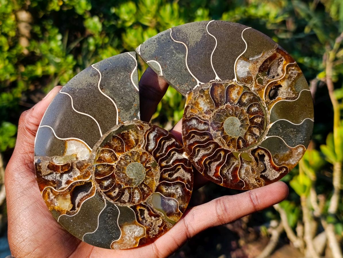 Polished Cleoniceras Ammonite Fossil Pairs x 5 pairs From Tulear, Madagascar - Toprock Gemstones and Minerals 