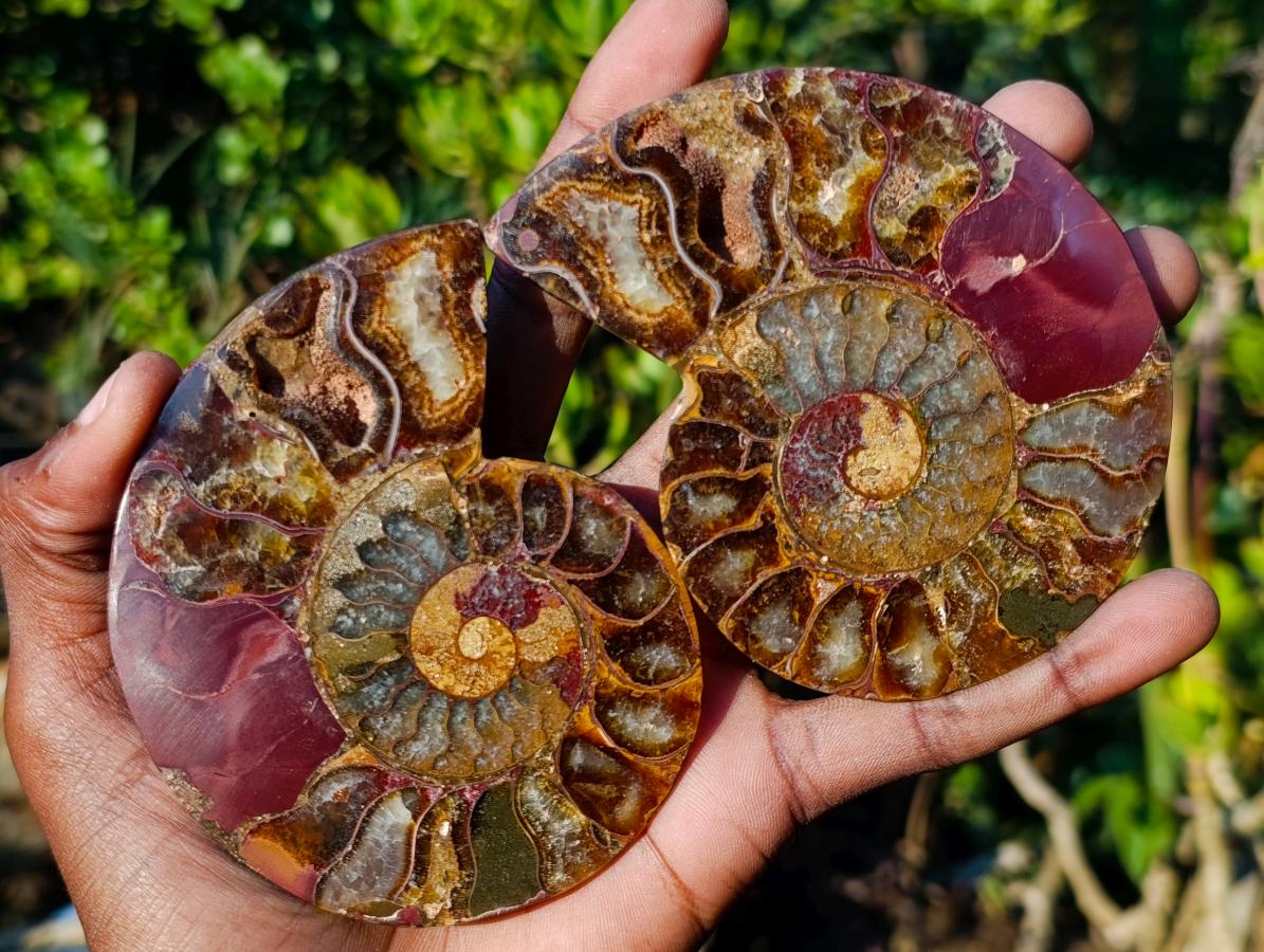 Polished Cleoniceras Ammonite Fossil Pairs x 5 pairs From Tulear, Madagascar - Toprock Gemstones and Minerals 
