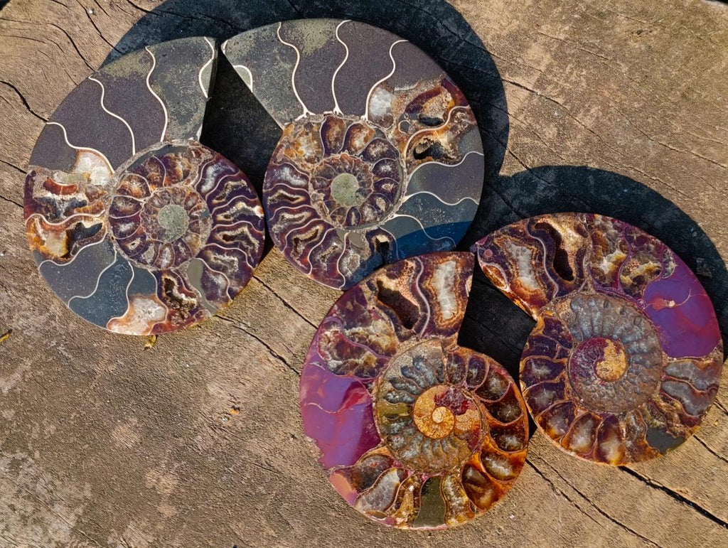 Polished Cleoniceras Ammonite Fossil Pairs x 5 pairs From Tulear, Madagascar - Toprock Gemstones and Minerals 