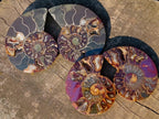 Polished Cleoniceras Ammonite Fossil Pairs x 5 pairs From Tulear, Madagascar - Toprock Gemstones and Minerals 