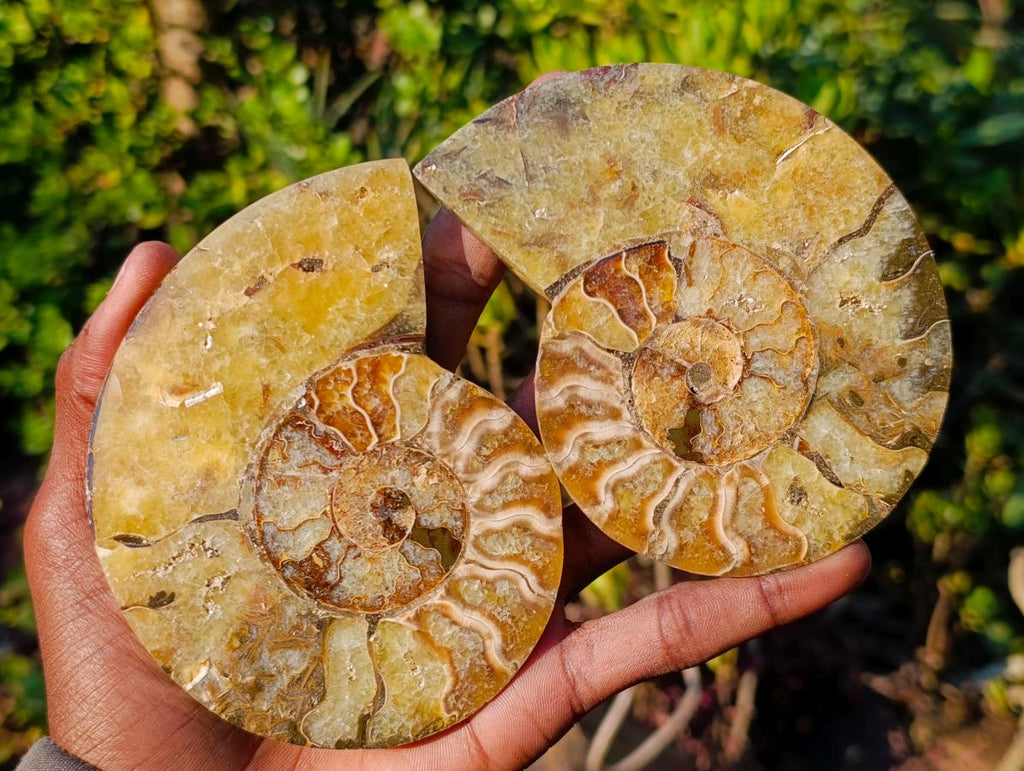 Polished Cleoniceras Ammonite Fossil Pairs x 5 pairs From Tulear, Madagascar - Toprock Gemstones and Minerals 
