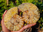 Polished Cleoniceras Ammonite Fossil Pairs x 5 pairs From Tulear, Madagascar - Toprock Gemstones and Minerals 