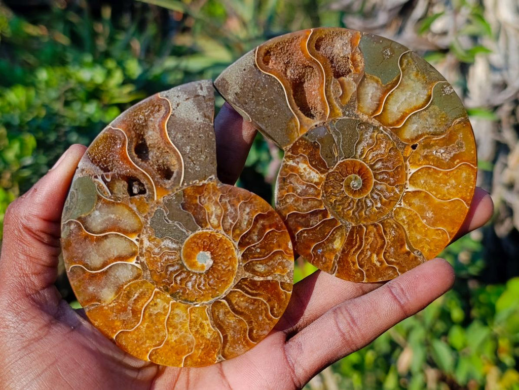 Polished Cleoniceras Ammonite Fossil Pairs x 5 pairs From Tulear, Madagascar - Toprock Gemstones and Minerals 