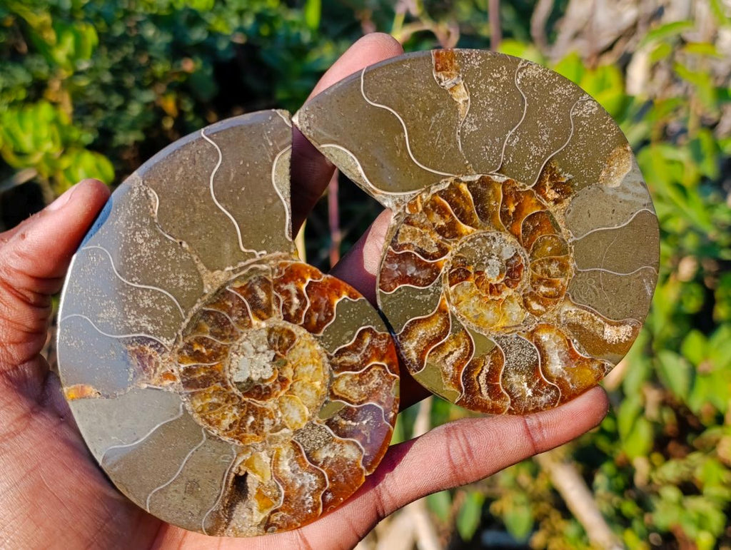 Polished Cleoniceras Ammonite Fossil Pairs x 5 pairs From Tulear, Madagascar - Toprock Gemstones and Minerals 