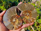 Polished Cleoniceras Ammonite Fossil Pairs x 5 pairs From Tulear, Madagascar - Toprock Gemstones and Minerals 