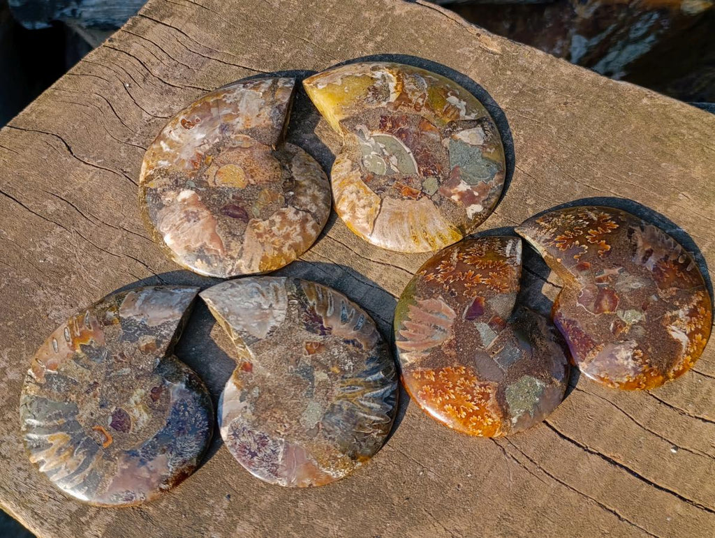 Polished Cleoniceras Ammonite Fossil Pairs x 5 pairs From Tulear, Madagascar - Toprock Gemstones and Minerals 