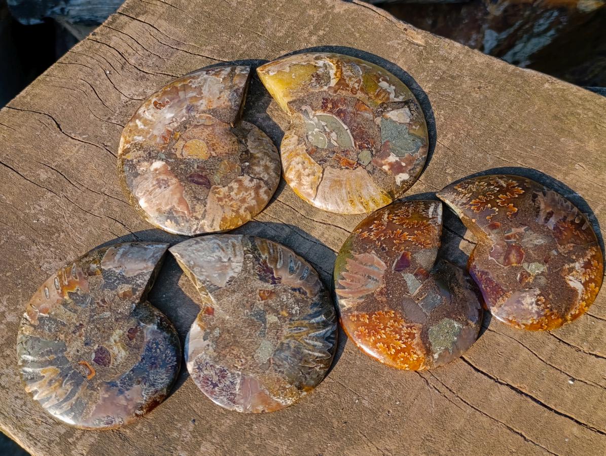 Polished Cleoniceras Ammonite Fossil Pairs x 5 pairs From Tulear, Madagascar - Toprock Gemstones and Minerals 