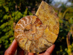 Polished Cleoniceras Ammonite Fossil Pairs x 5 pairs From Tulear, Madagascar - Toprock Gemstones and Minerals 