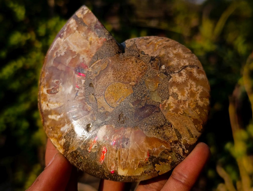 Polished Cleoniceras Ammonite Fossil Pairs x 5 pairs From Tulear, Madagascar - Toprock Gemstones and Minerals 