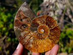 Polished Cleoniceras Ammonite Fossil Pairs x 5 pairs From Tulear, Madagascar - Toprock Gemstones and Minerals 