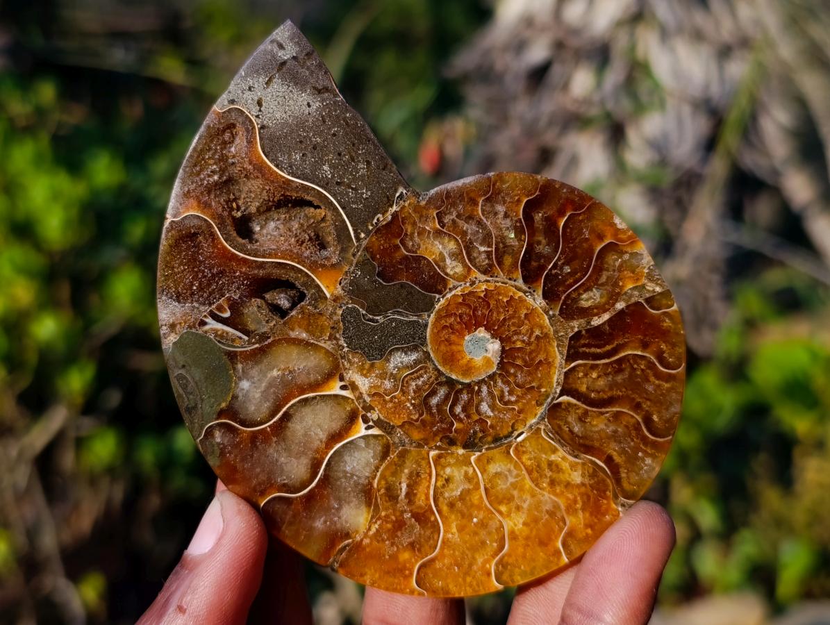 Polished Cleoniceras Ammonite Fossil Pairs x 5 pairs From Tulear, Madagascar - Toprock Gemstones and Minerals 