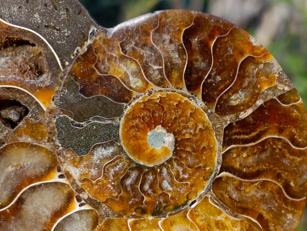Polished Cleoniceras Ammonite Fossil Pairs x 5 pairs From Tulear, Madagascar - Toprock Gemstones and Minerals 