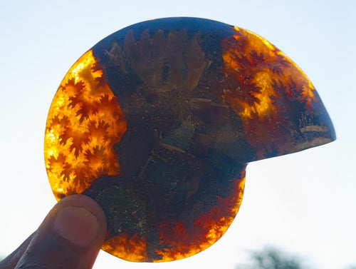 Polished Cleoniceras Ammonite Fossil Pairs x 5 pairs From Tulear, Madagascar - Toprock Gemstones and Minerals 