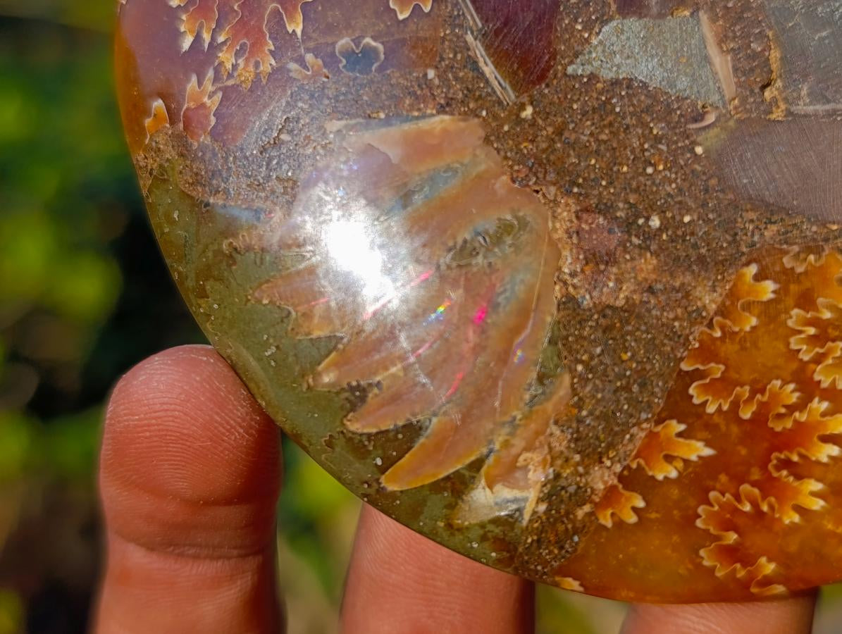 Polished Cleoniceras Ammonite Fossil Pairs x 5 pairs From Tulear, Madagascar - Toprock Gemstones and Minerals 