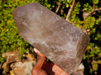 Polished Large Smokey Quartz Crystal x 1 From Madagascar - Toprock Gemstones and Minerals 