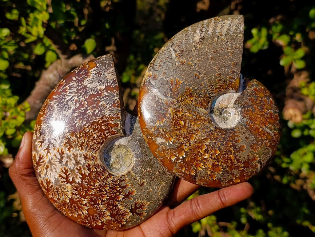 Polished Zigzag Cleoniceras Ammonite Fossils x 2 From Tulear, Madagascar - Toprock Gemstones and Minerals 