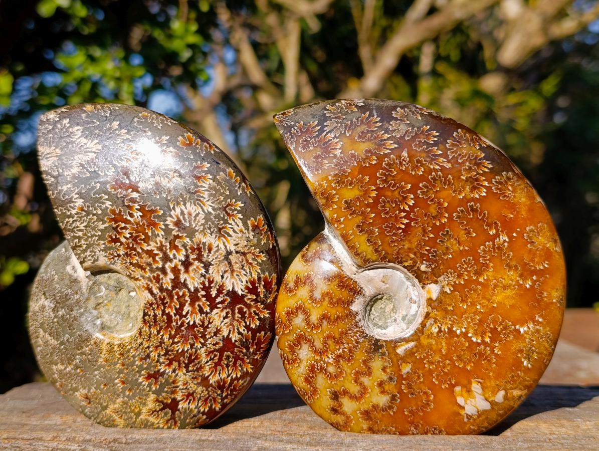 Polished Zigzag Cleoniceras Ammonite Fossils x 2 From Tulear, Madagascar - Toprock Gemstones and Minerals 