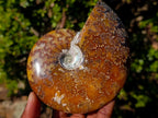Polished Zigzag Cleoniceras Ammonite Fossils x 2 From Tulear, Madagascar - Toprock Gemstones and Minerals 