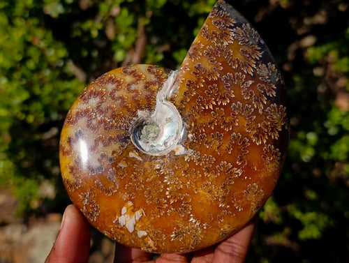 Polished Zigzag Cleoniceras Ammonite Fossils x 2 From Tulear, Madagascar - Toprock Gemstones and Minerals 