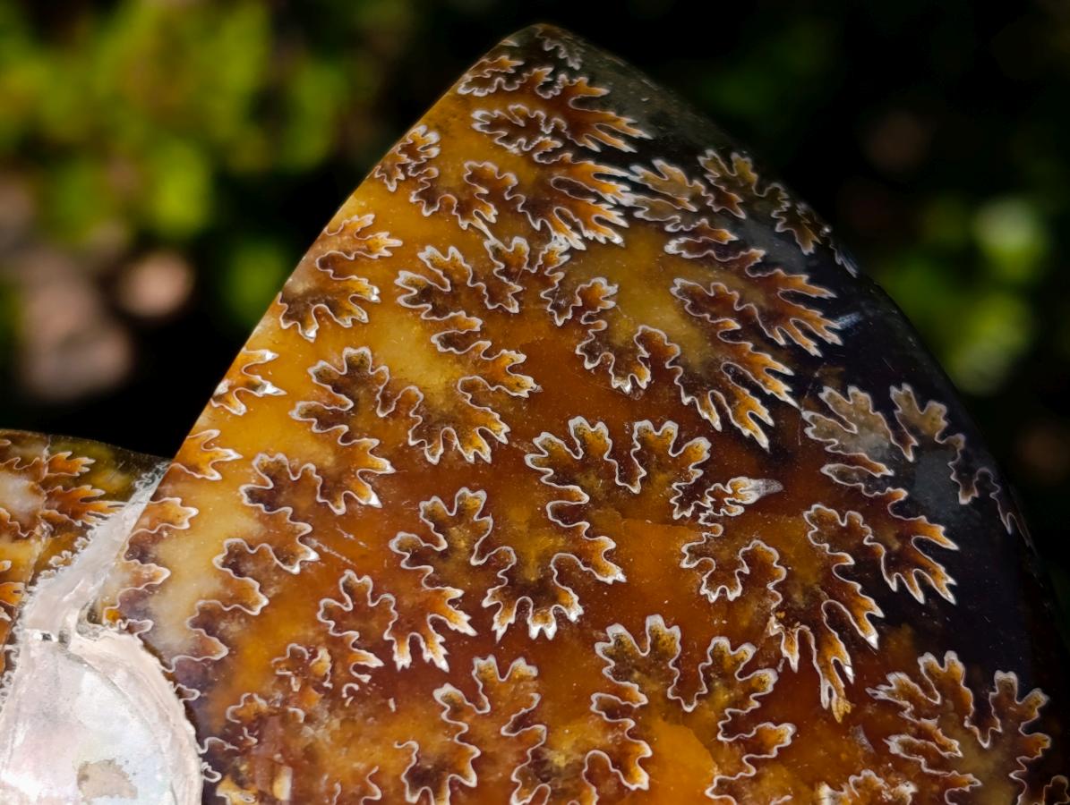 Polished Zigzag Cleoniceras Ammonite Fossils x 2 From Tulear, Madagascar - Toprock Gemstones and Minerals 