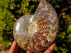 Polished Zigzag Cleoniceras Ammonite Fossils x 2 From Tulear, Madagascar - Toprock Gemstones and Minerals 
