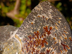 Polished Zigzag Cleoniceras Ammonite Fossils x 2 From Tulear, Madagascar - Toprock Gemstones and Minerals 
