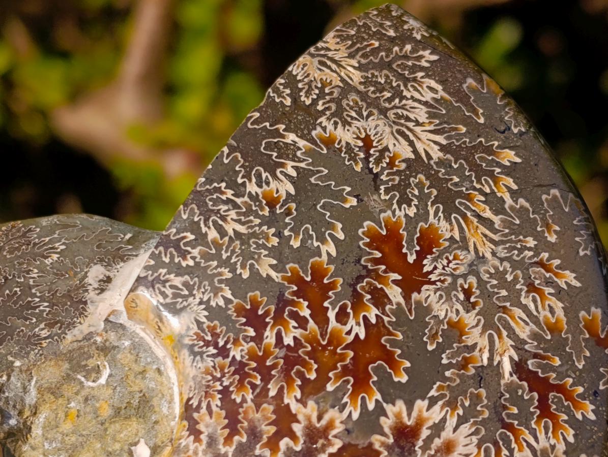 Polished Zigzag Cleoniceras Ammonite Fossils x 2 From Tulear, Madagascar - Toprock Gemstones and Minerals 