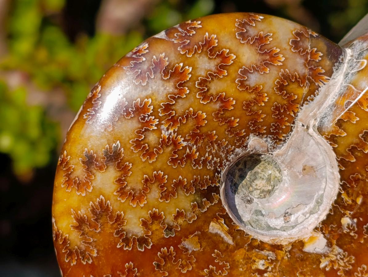 Polished Zigzag Cleoniceras Ammonite Fossils x 2 From Tulear, Madagascar - Toprock Gemstones and Minerals 