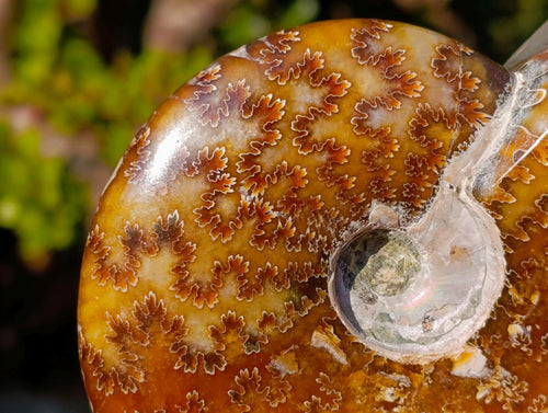 Polished Zigzag Cleoniceras Ammonite Fossils x 2 From Tulear, Madagascar - Toprock Gemstones and Minerals 
