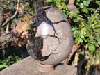 Polished Large Septerye Sauvage "Dragons Egg" Geode x 1 From Mahajanga, Madagascar - Toprock Gemstones and Minerals 