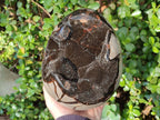Polished Large Septerye Sauvage "Dragons Egg" Geode x 1 From Mahajanga, Madagascar - Toprock Gemstones and Minerals 