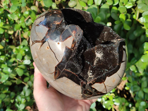 Polished Large Septerye Sauvage "Dragons Egg" Geode x 1 From Mahajanga, Madagascar - Toprock Gemstones and Minerals 