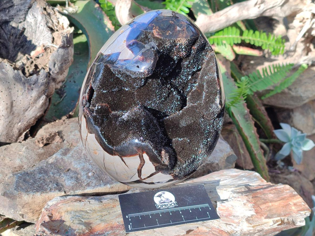 Polished Large Septerye Sauvage "Dragons Egg" Geode x 1 From Mahajanga, Madagascar - Toprock Gemstones and Minerals 