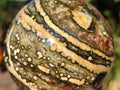Polished Ocean Jasper Spheres x 3 From Northwest Coast, Madagascar - Toprock Gemstones and Minerals 