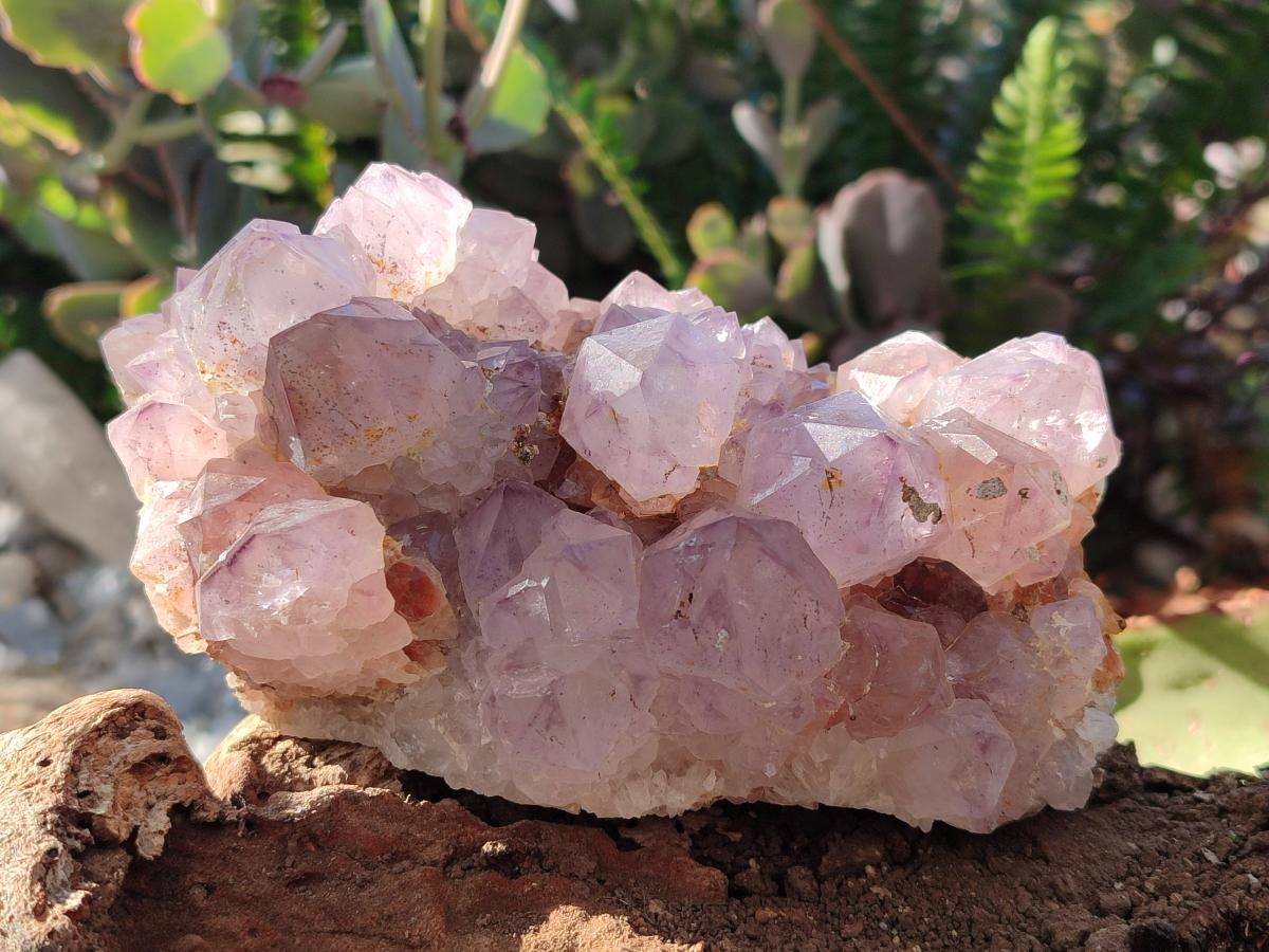 Natural Spirit Amethyst Clusters x 2 From Boekenhouthoek, South Africa - Toprock Gemstones and Minerals 